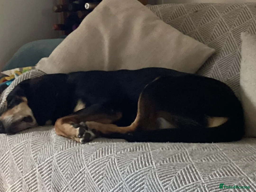 Mixed Breed dogs for adoption: Bruno - Jura Hound for adoption in Northampton - Advert 9