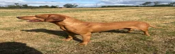 Hungarian Vizsla dogs for sale: 9 KC registered Hungarian Vizla puppies - Advert 6