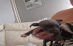 American Bull Staffy dogs for sale: ** STAFFORDSHIRE BULL TERRIER PUPPIES** - Image 9