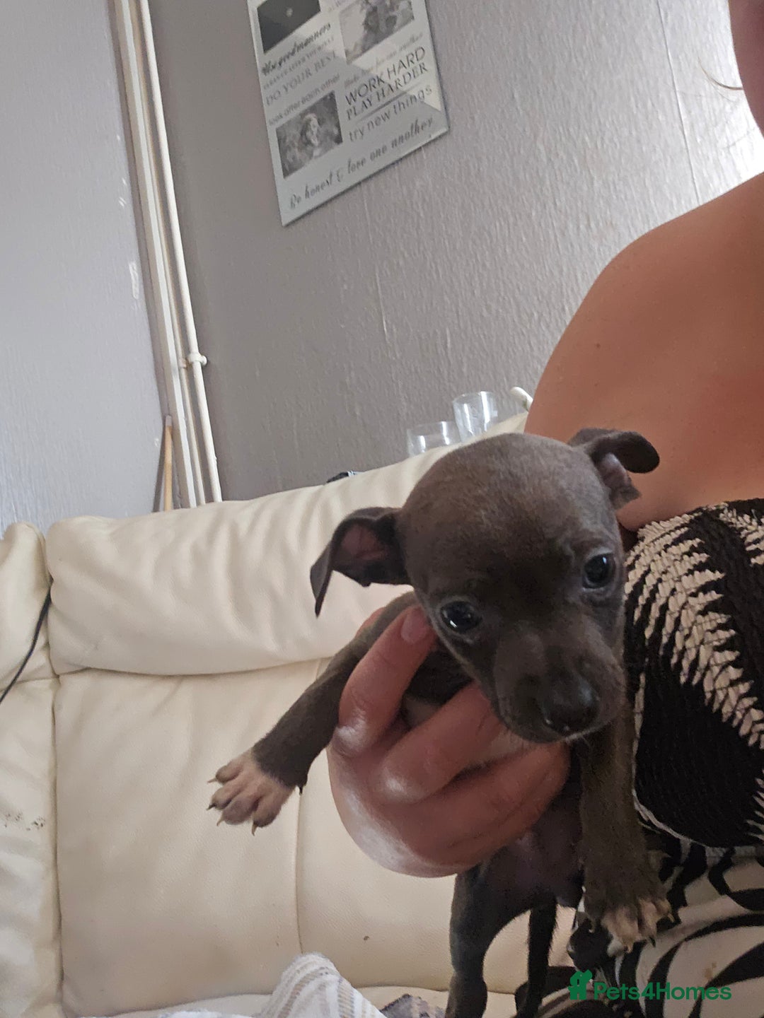 American Bull Staffy dogs for sale: ** STAFFORDSHIRE BULL TERRIER PUPPIES** - Image 9