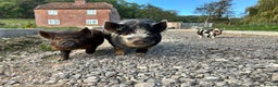 Pig livestock for sale: Mixed KuneKune Pigs - Advert 7