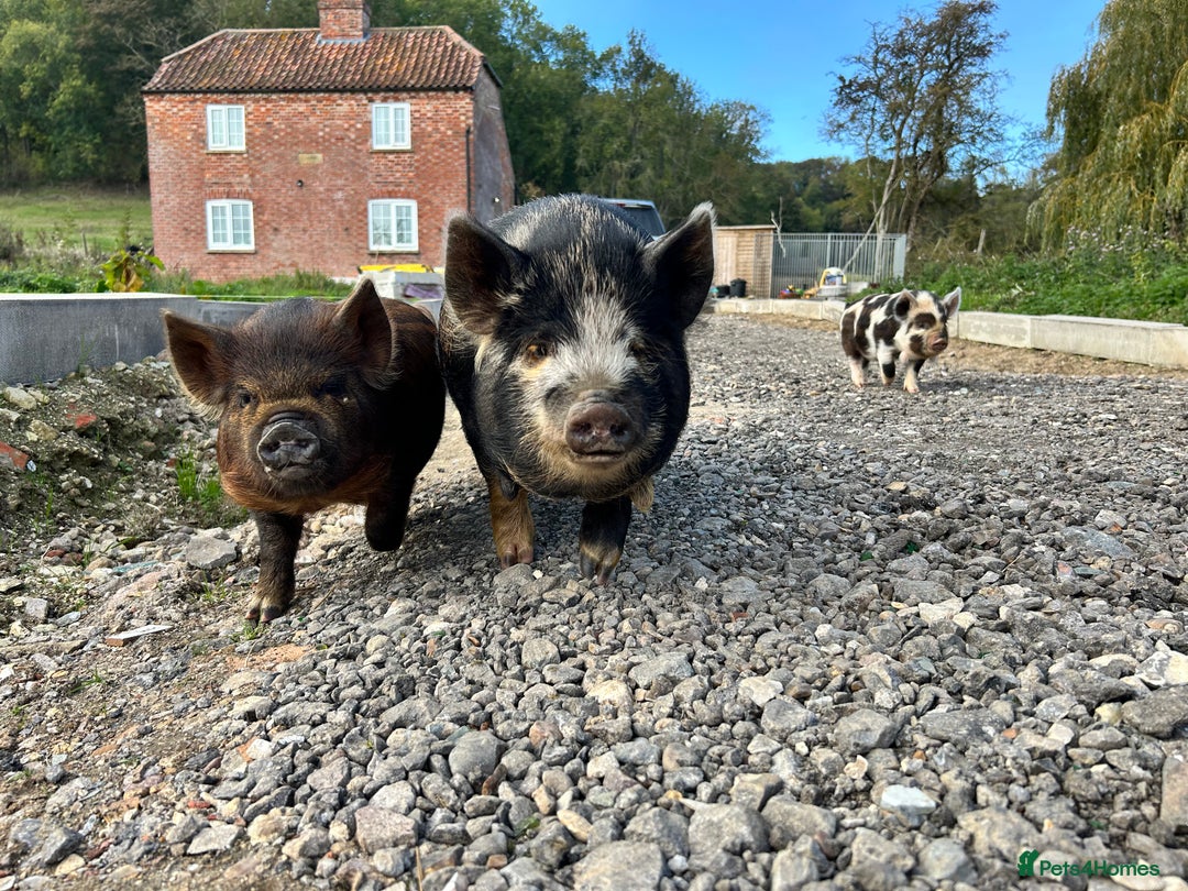 Pig livestock for sale: Mixed KuneKune Pigs - Advert 7