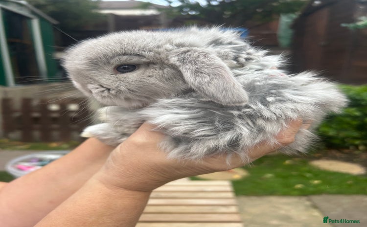 French Lop rabbits - Advert 4