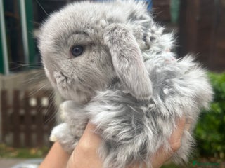 French Lop rabbits - Advert 24