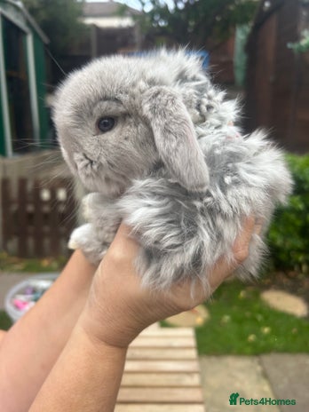 French Lop rabbits - Advert 2