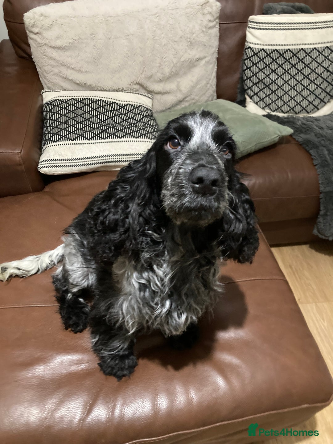 Cocker Spaniel dogs for sale: Beautiful adult cocker spaniel females - Advert 1