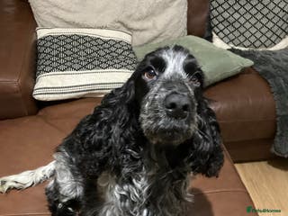 Cocker Spaniel dogs Beautiful adult cocker spaniel females - Advert 1