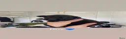 Labrador Retriever dogs for sale: 🐾 EXQUISITE BLACK LABRADOR PUPPIES 🐾 - Advert 8