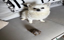 Pomchi dogs for stud: 2yr old Pomchi for Stud - Advert 4