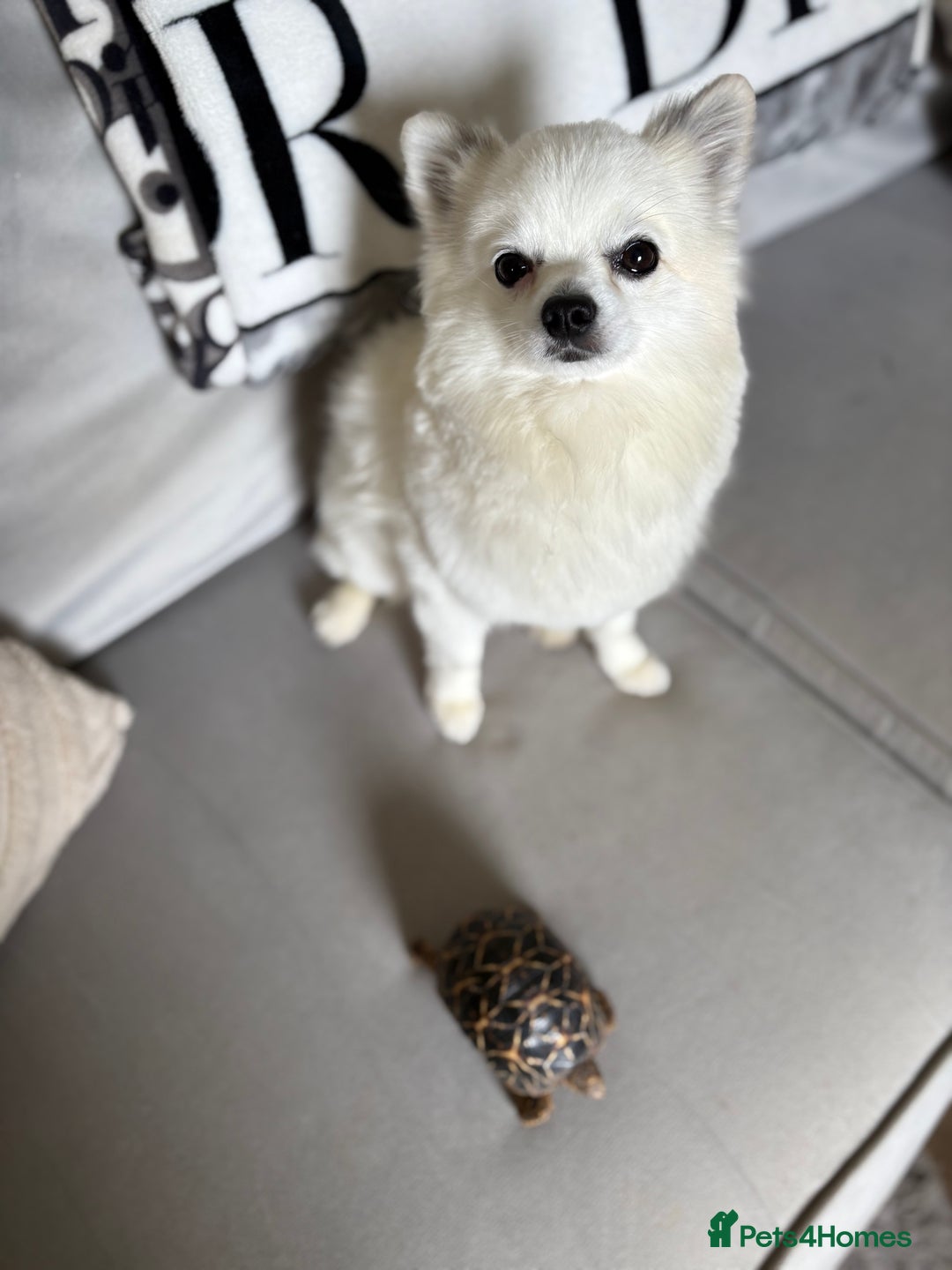 Pomchi dogs for stud: 2yr old Pomchi for Stud - Advert 4