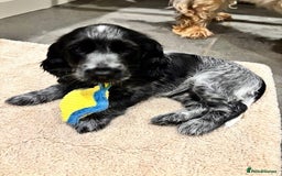 Cocker Spaniel dogs for sale: Blue Roan Show Cocker Spaniel - Image 5