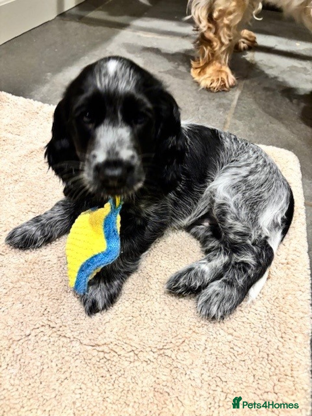 Cocker Spaniel dogs for sale: Blue Roan Show Cocker Spaniel - Image 5