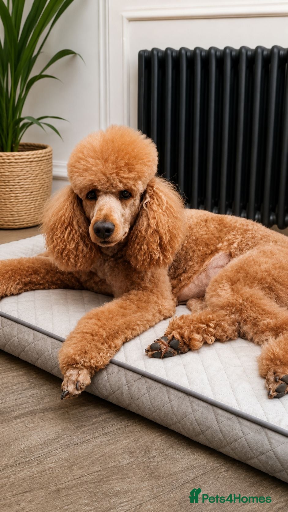 Standard Poodle dogs KC reg. Comprehensively health checked standard - Advert 1