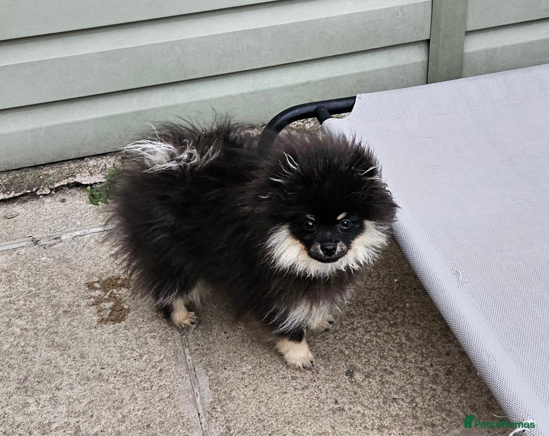 Pomeranian dogs for sale: Beautiful black and tan pomeranian puppy - Image 5
