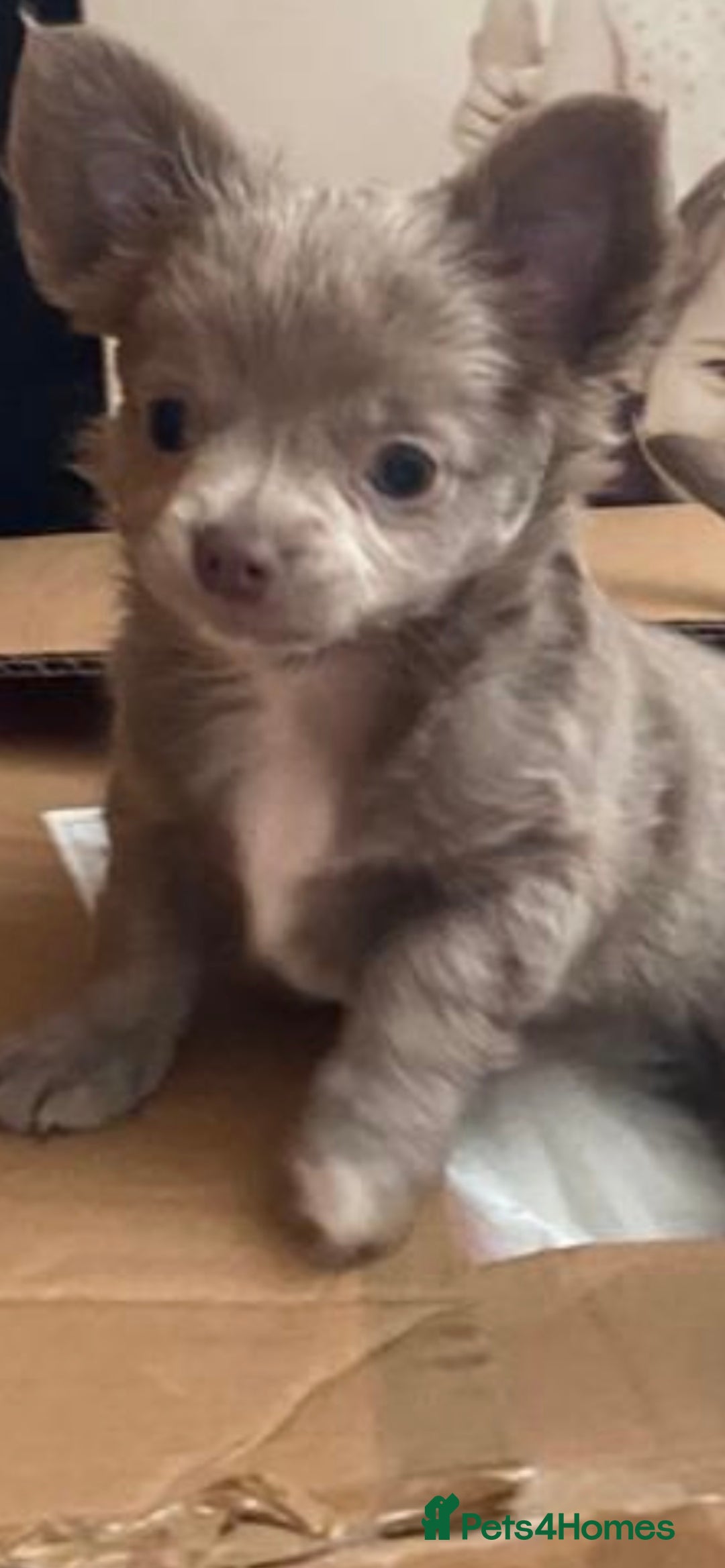 Chihuahua dogs for stud: KC Registered Blue Double KB in Chorley - Image 3