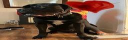 Cane Corso dogs for stud: Cane Corso stud with 8 generations pedigree, ICCF in Glasgow - Advert 7