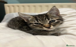 Mixed Breed cats for sale: Cuddly Kittens  - Image 9