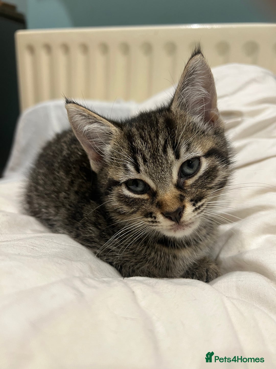 Mixed Breed cats for sale: Cuddly Kittens  - Image 9