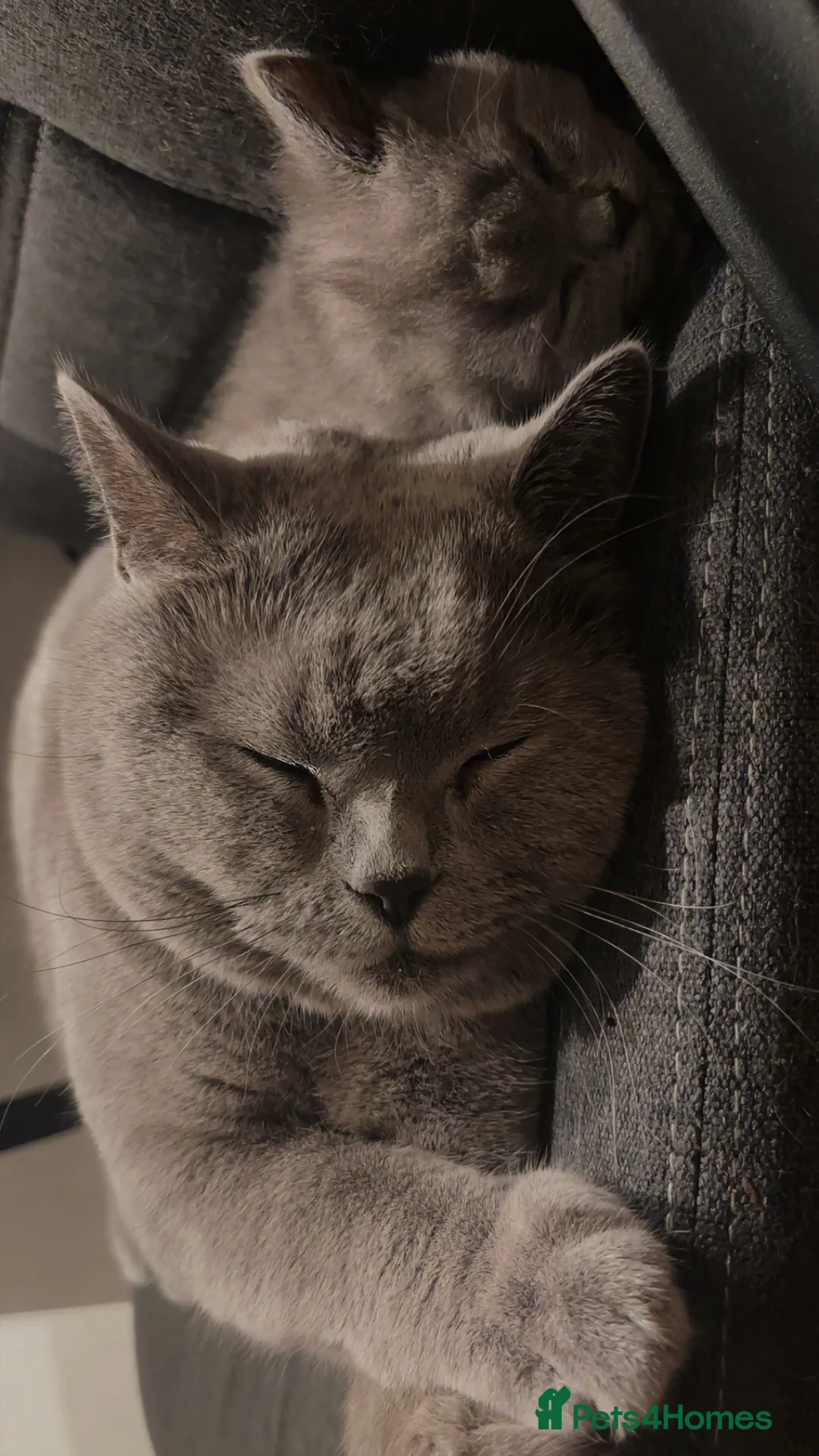 British Shorthair cats for sale: British shorthair  - Advert 3