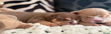 English Bulldog 1 -Teddy 