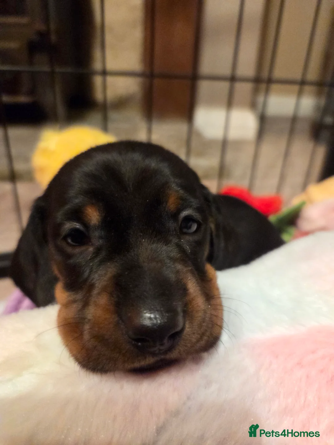 Miniature Dachshund dogs for sale: Mini daschund  - Advert 5