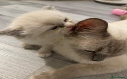 Ragdoll cats for sale: Ragdoll Kittens looking for loving new home - Image 3