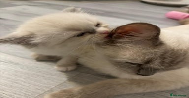 Ragdoll cats - Advert 11