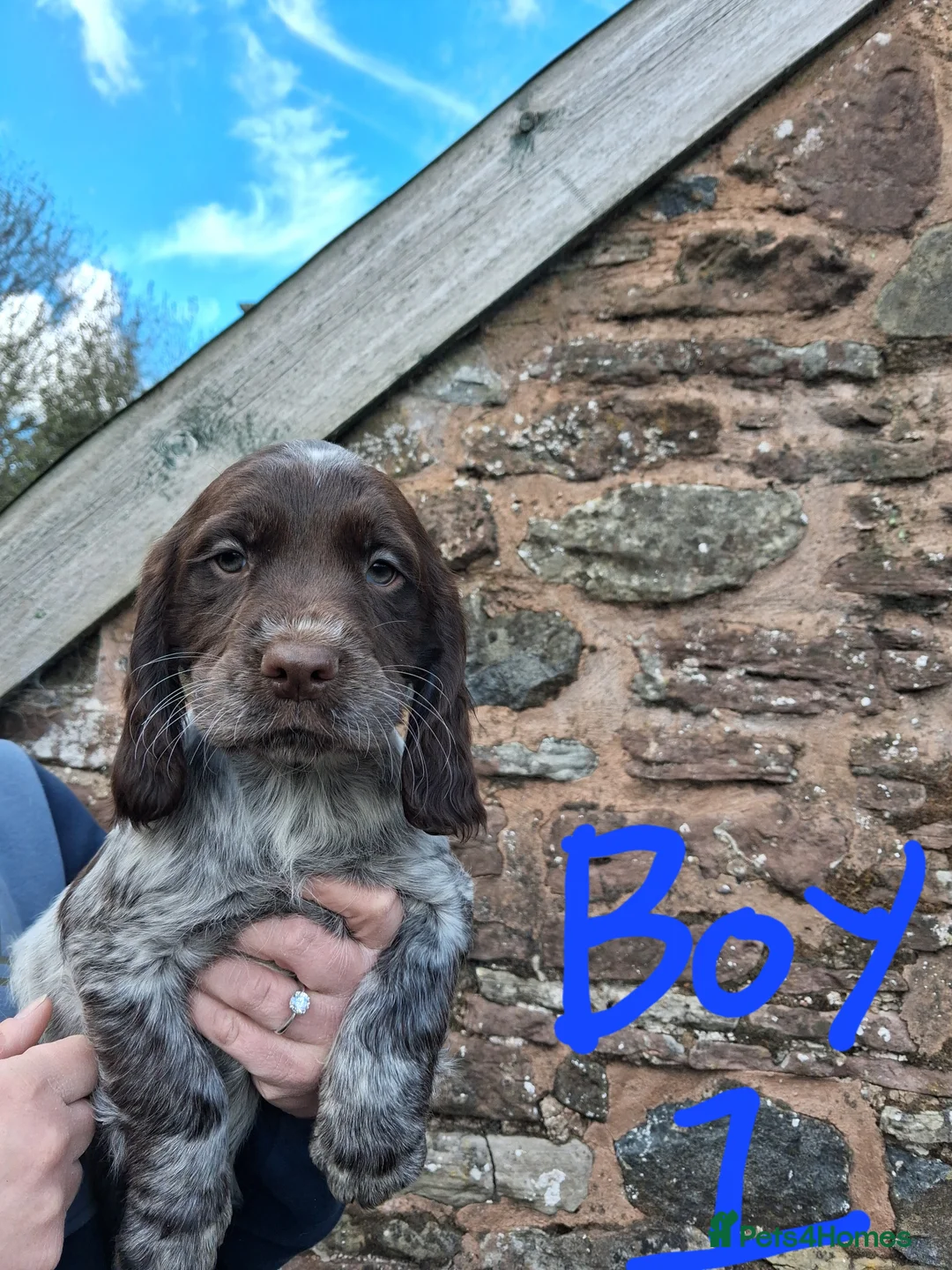 Sprocker dogs for sale: Cracking litter of Sprocker F1 pups. - Advert 7