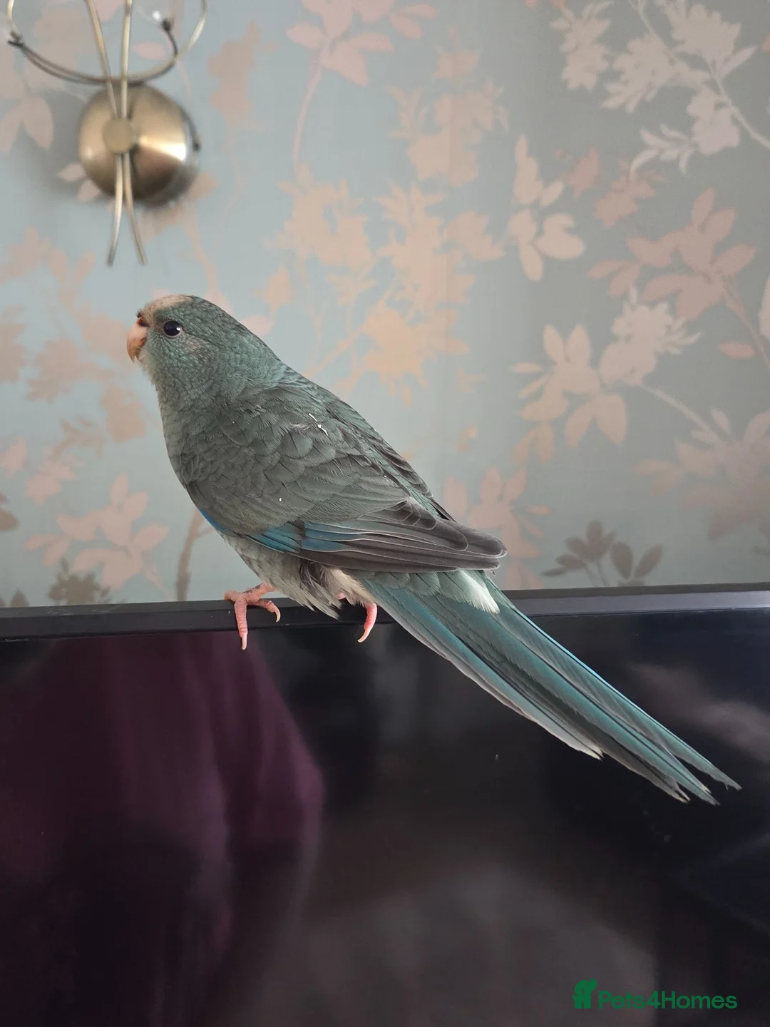 Parakeets birds for sale: Hand tame Kakariki babies - Advert 2
