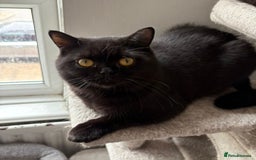 British Shorthair cats for sale: Beautiful black pedigree british shorthairs - Image 12