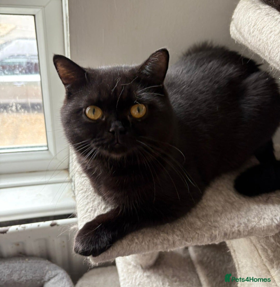 British Shorthair cats for sale: Beautiful black pedigree british shorthairs - Image 12