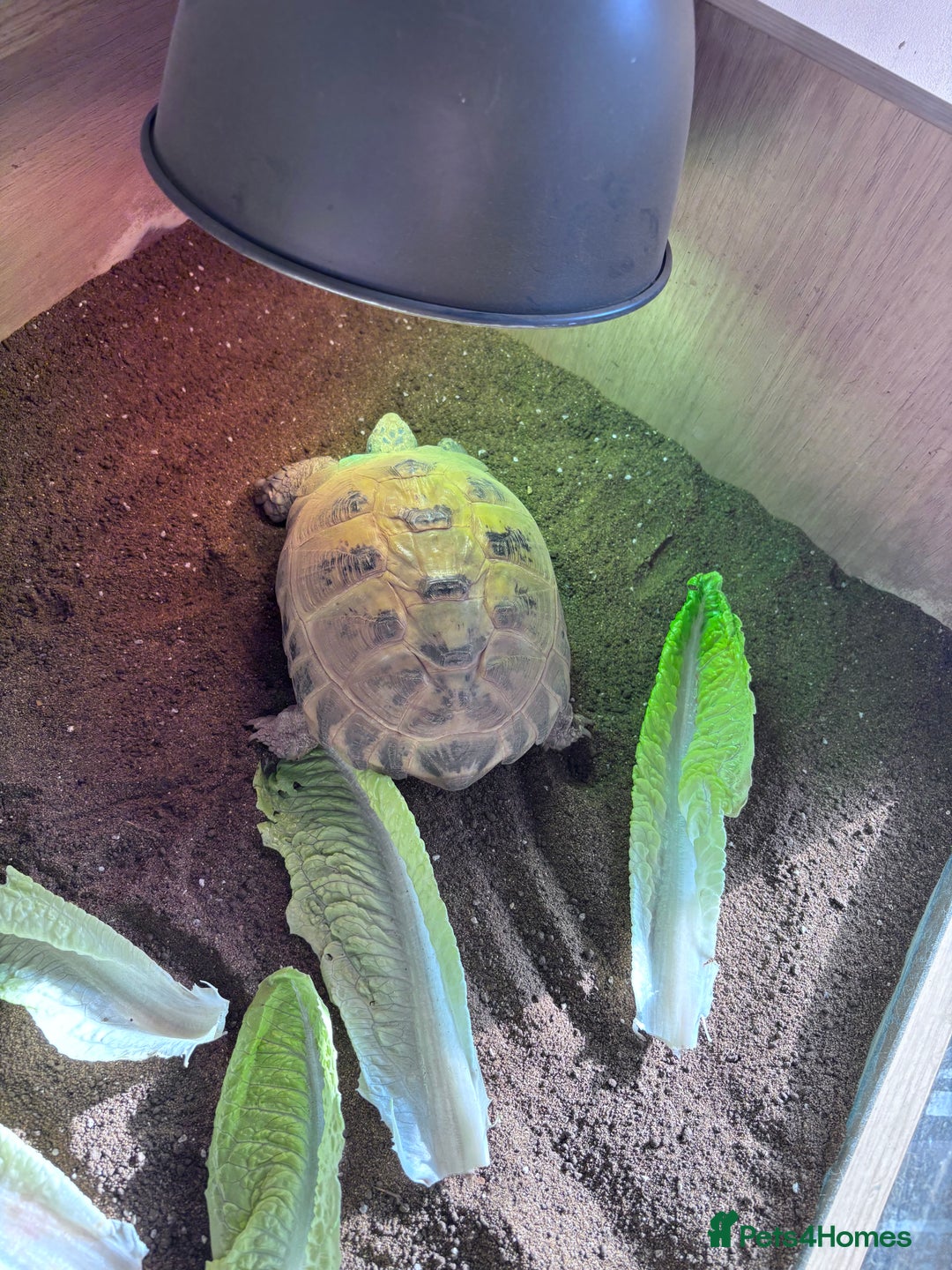 Tortoise reptiles for sale: Tortiouses  - Image 5