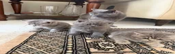 British Shorthair cats for sale: 3 British Shorthair Kittens  - Advert 11