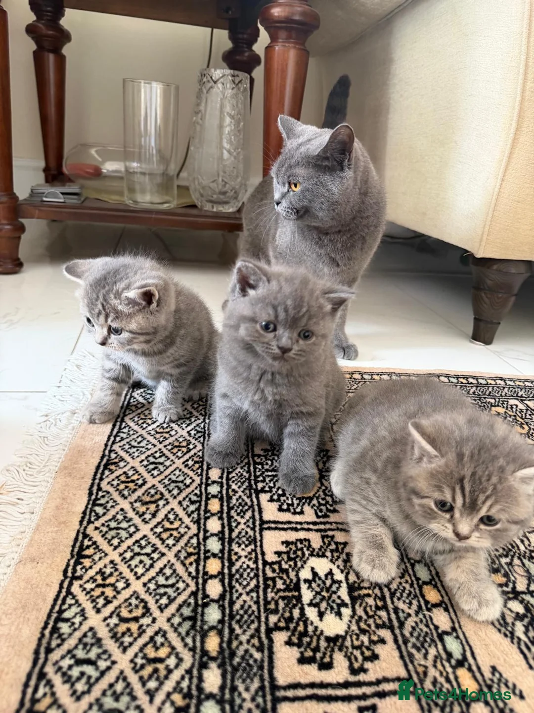 British Shorthair cats for sale: 3 British Shorthair Kittens  - Advert 11