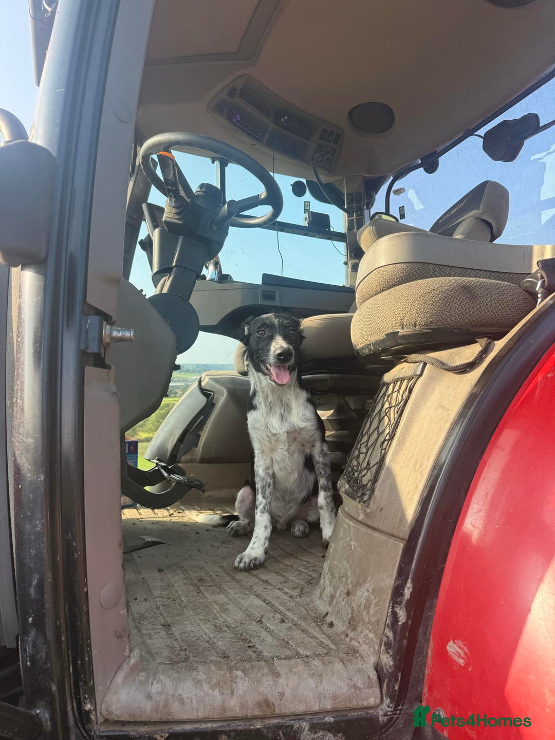 Border Collie dogs for sale: Collie  - Image 15