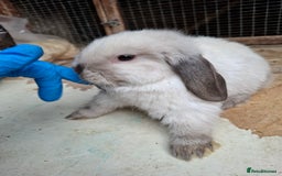 Mini Lop rabbits for sale: Mini Lops - Image 3