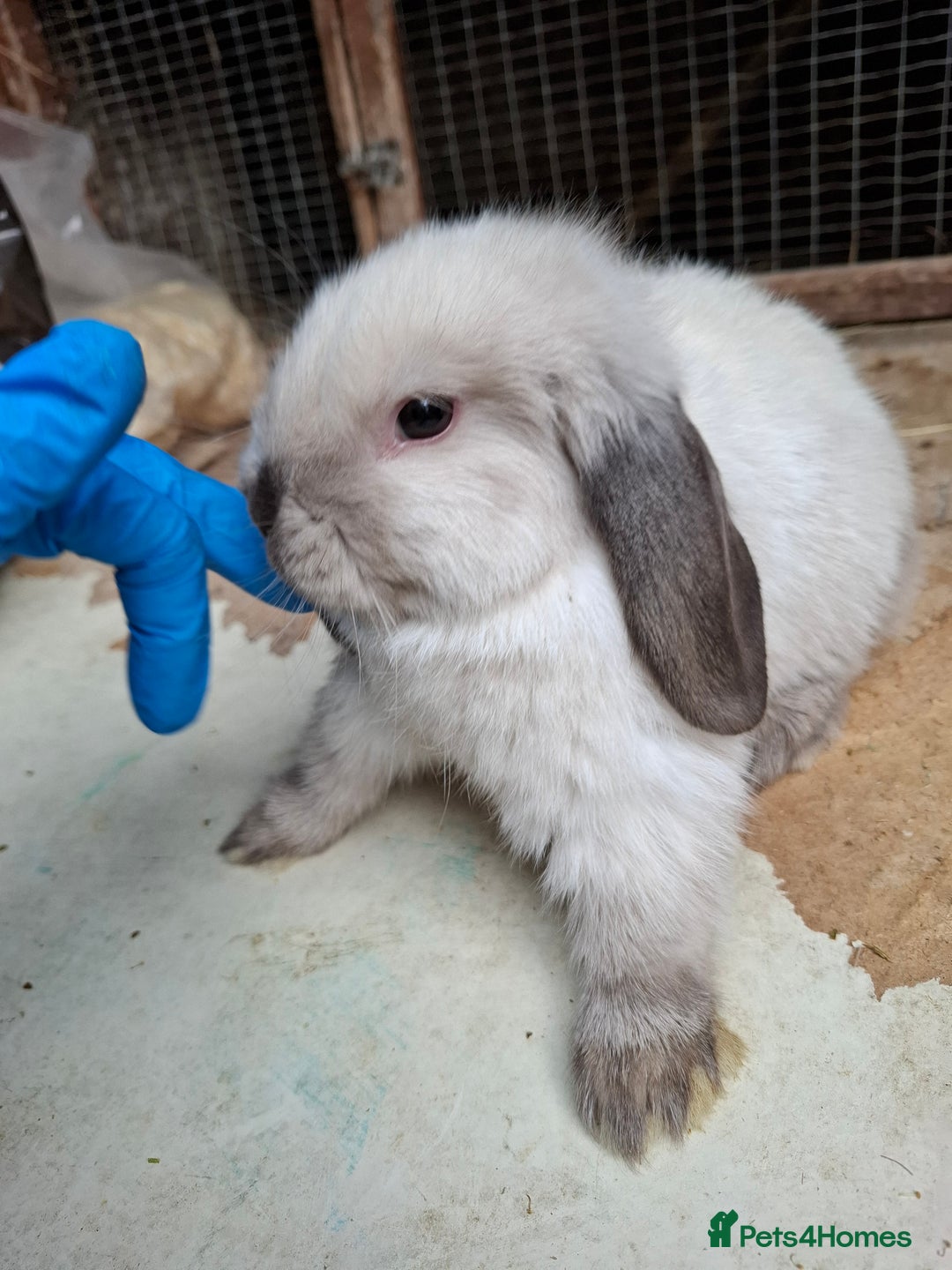 Mini Lop rabbits for sale: Mini Lops - Image 3