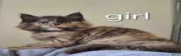 Maine Coon cats for sale: 🐱 MAINE COON KITTENS 🐱 - Advert 2