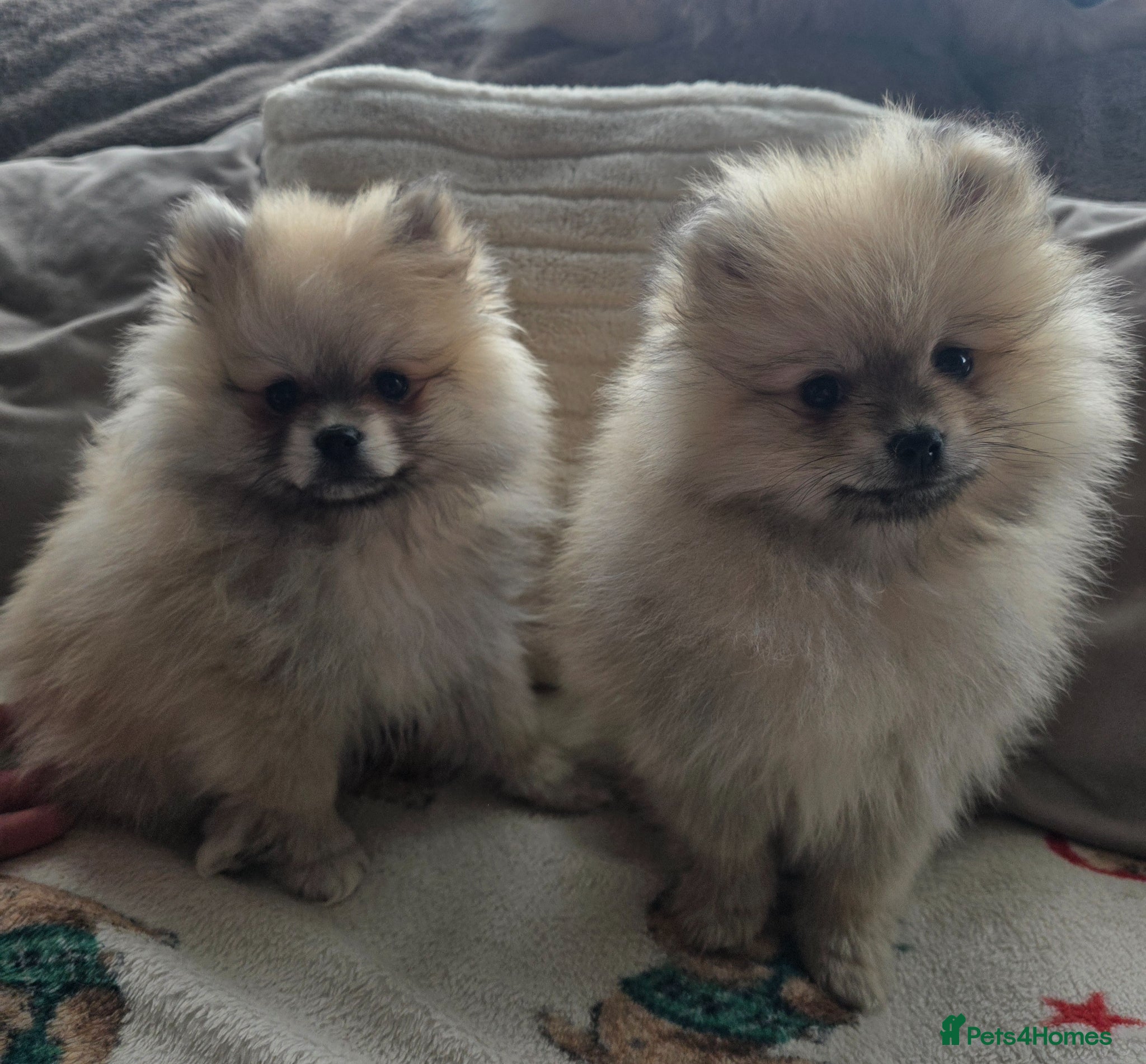 Pomeranian dogs Pomeranian puppies (READY) - Advert 2