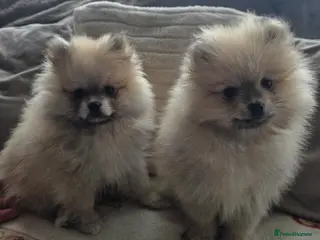 Pomeranian dogs Pomeranian puppies (READY) - Advert 5