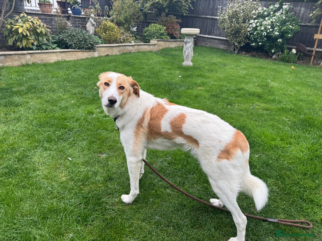 Mixed Breed dogs for adoption: 💙🩵Archie is looking for Love🐾 🩵💙 - Image 7