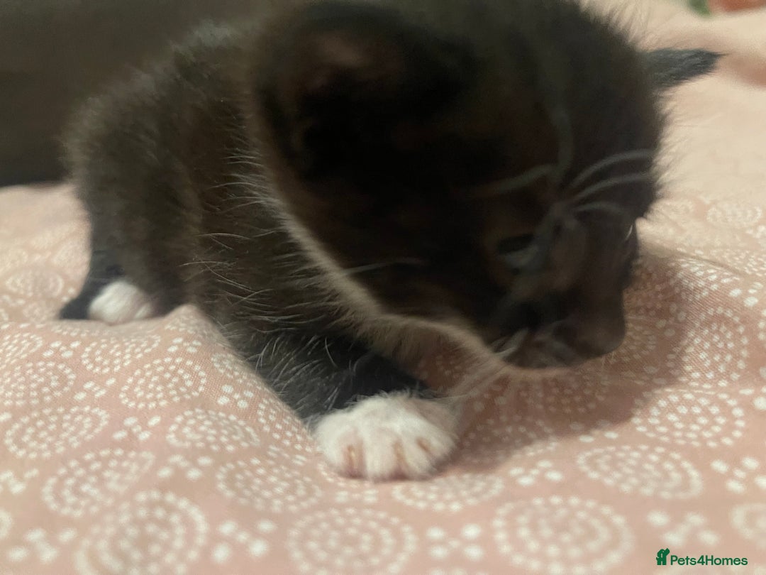 Domestic Shorthair cats for sale: Kittens for sale - Image 5