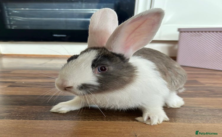 Mixed Breed rabbits - Advert 1