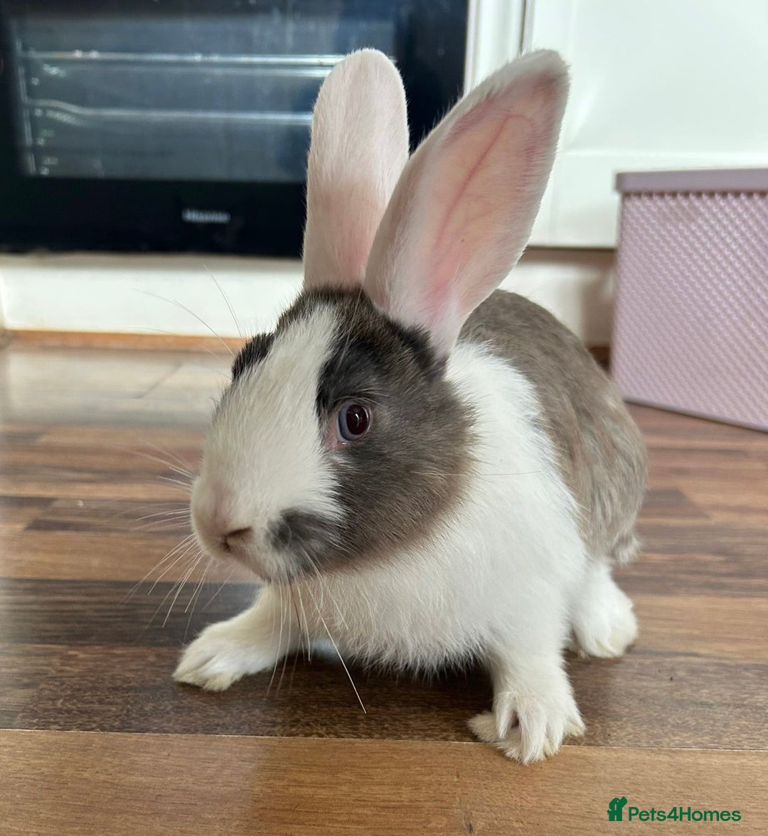 Mixed Breed rabbits for sale: Baby rabbits - Image 1