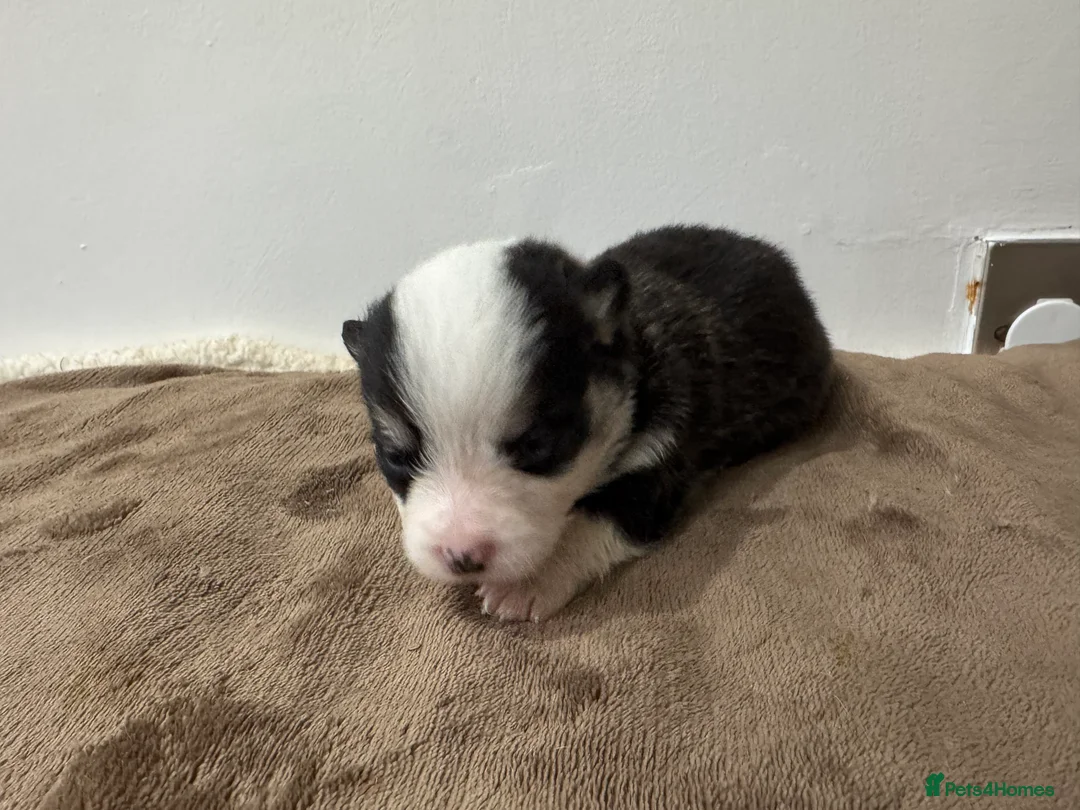 Welsh Corgi Pembroke dogs for sale: 2 girls/1 boy available! Kc Pembroke corgi puppies - Advert 19