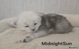 Maine Coon cats for sale: Maine Coon Kittens Black Shaded European Lines - Image 6