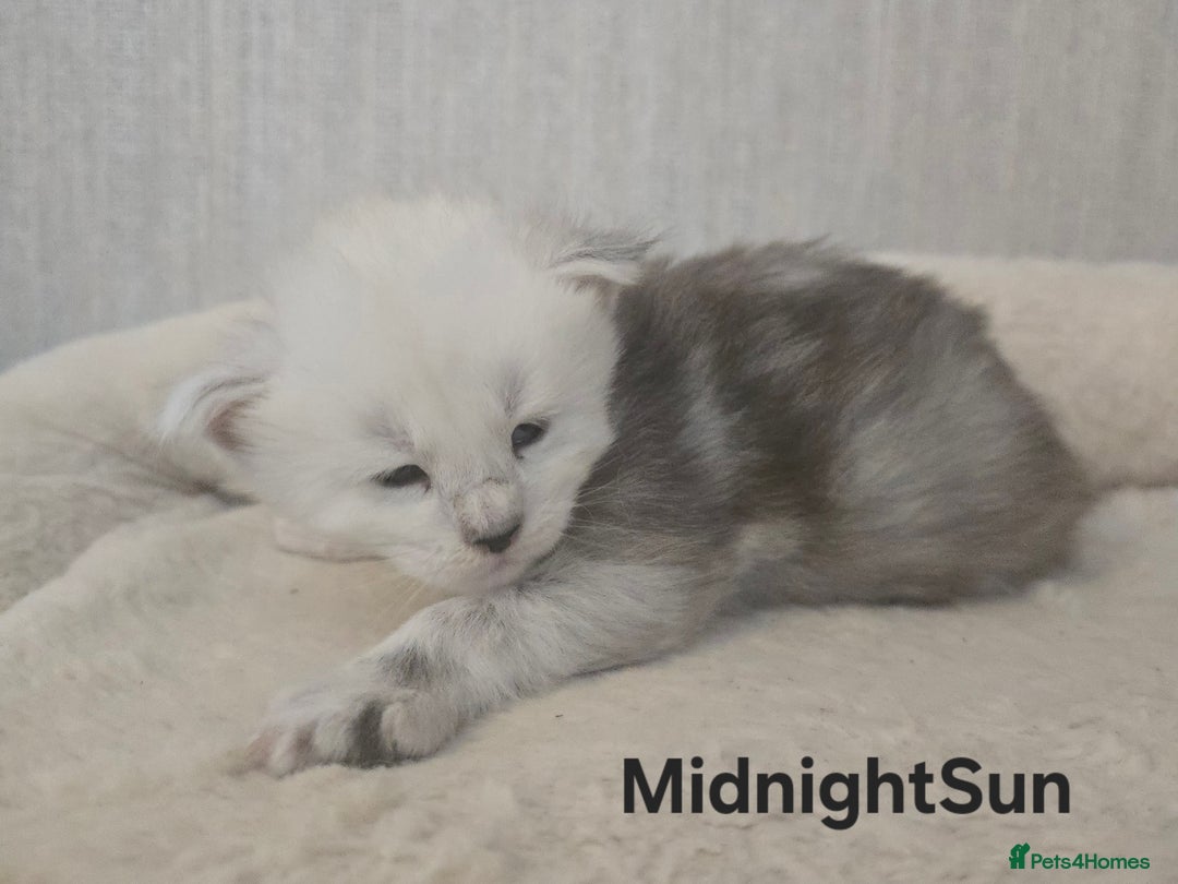 Maine Coon cats for sale: Maine Coon Kittens Black Shaded European Lines - Image 6