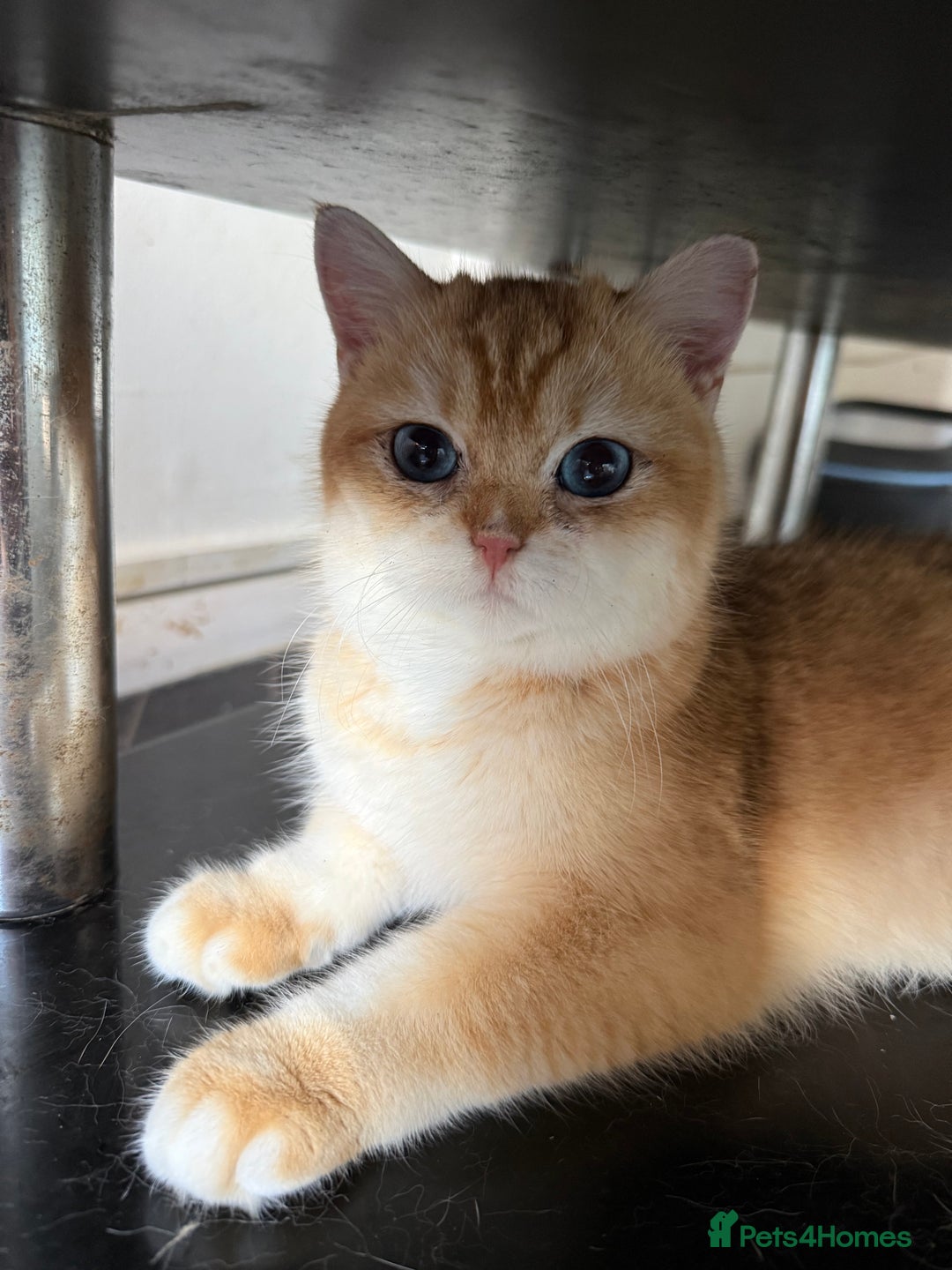 British Shorthair cats for sale: GCCF reg BSH Chocolate Gold Blue Eyes Male Kitten - Advert 3