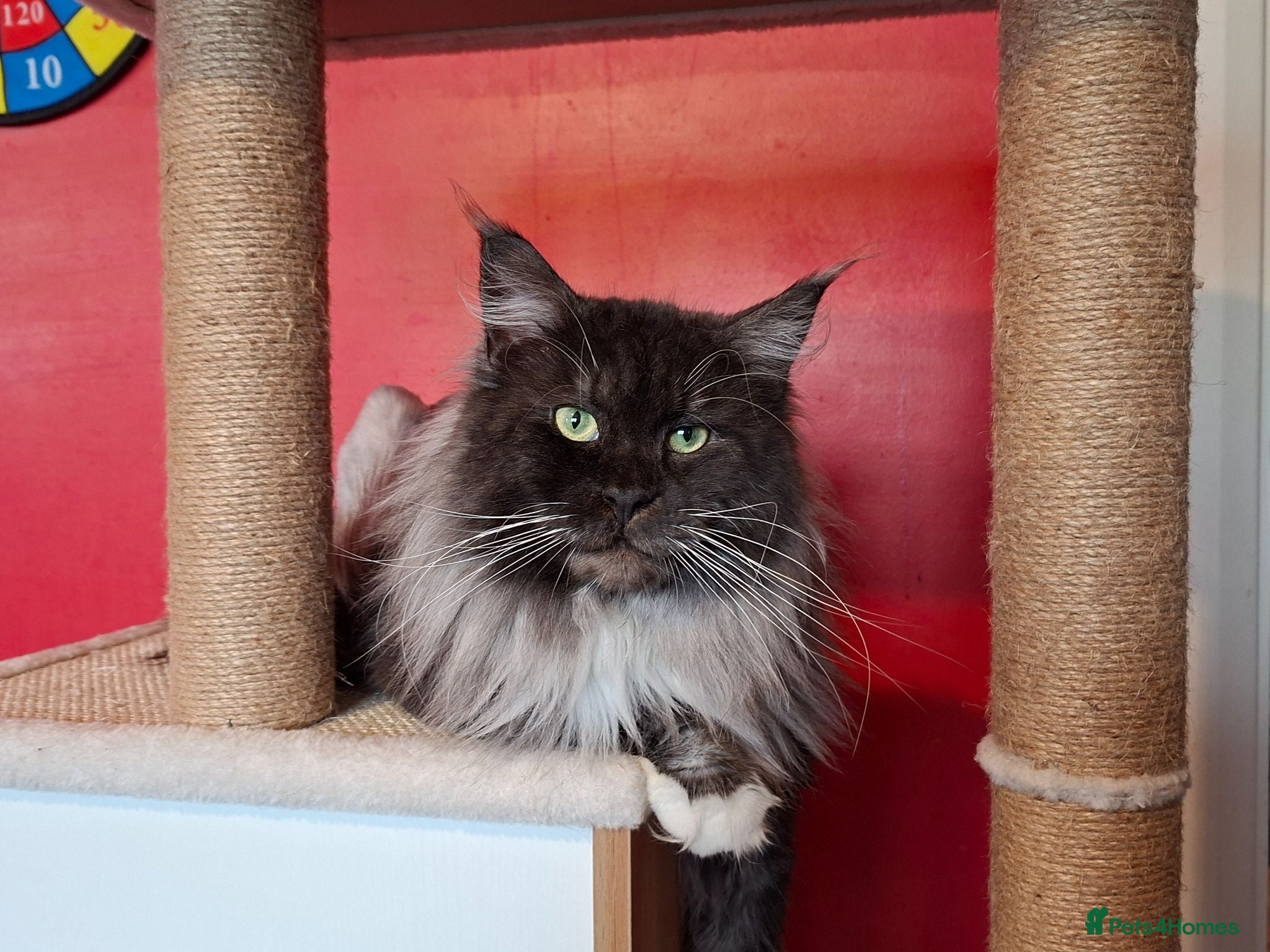Maine Coon cats XL Pedigree Maine Coon boy in Manchester  - Advert 2