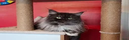 Maine Coon cats for sale: XL Pedigree Maine Coon boy in Manchester  - Advert 4